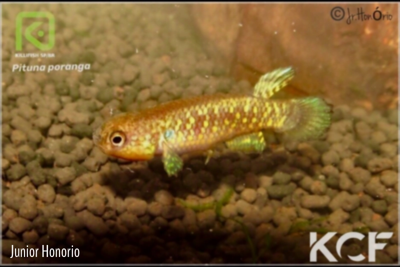 Pituna poranga  male adulte 