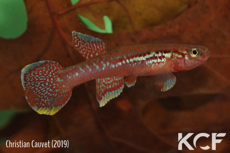 Aphyosemion buytaerti Zanaga FCCO 13-02 male adulte 