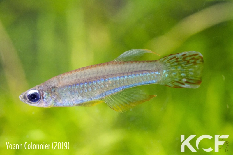 Poropanchax luxophthalmus luxophthalmus Afanji BCP 18-13 male adulte 