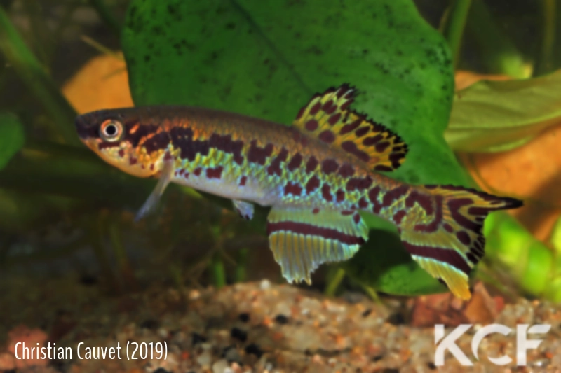 Fundulopanchax gularis  male adulte 