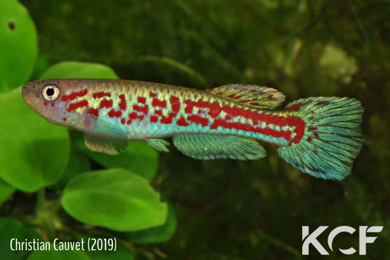 Aphyosemion wuendschi BB 04-16 male adulte 