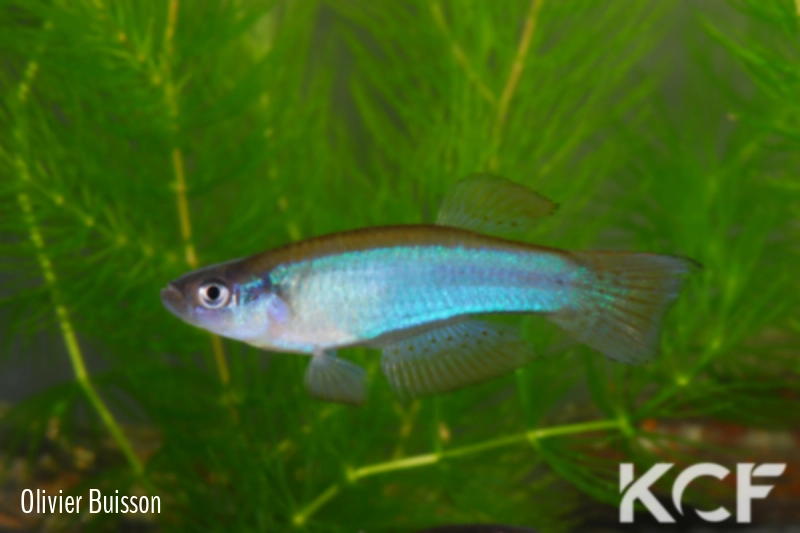 Procatopus aberrans Iwo NTC 07-01 male adulte 