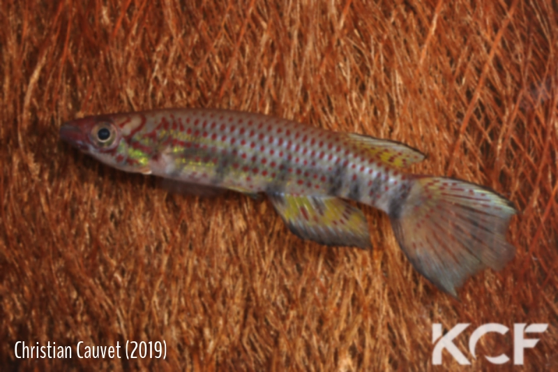 Epiplatys phoeniceps Ouaka FCCO 13-08 male adulte 