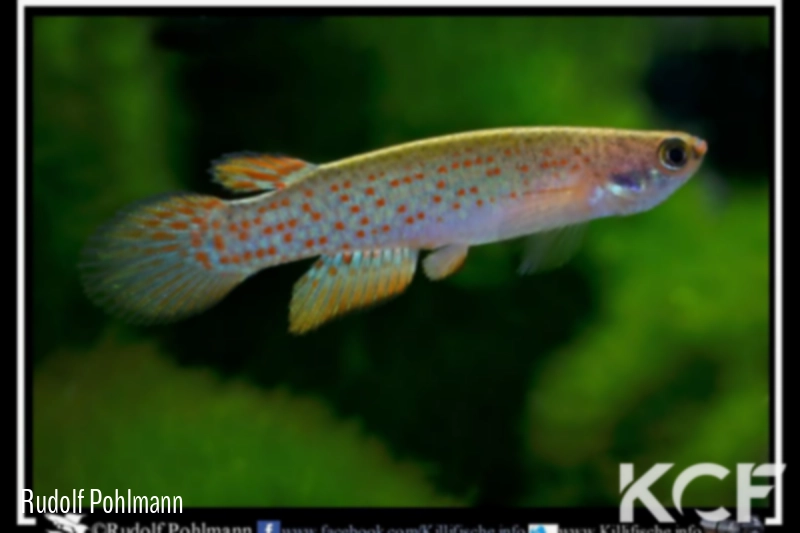 Anablepsoides aff. ornatus Peru-Glaser CI 11 male adulte 