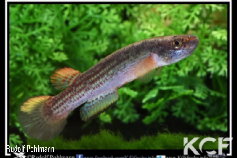 Anablepsoides chapare JRG 13-02 male adulte 