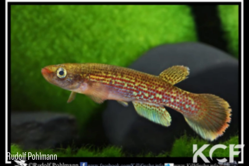 Anablepsoides fransvermeuleni Bakhuis SUR 10-03 male adulte 