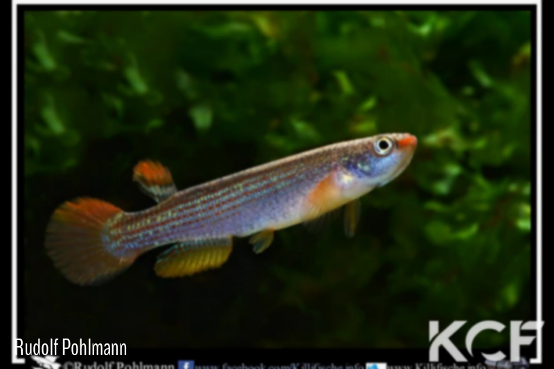 Anablepsoides hoetmeri Porto Acre NHvdBB 13-02 male adulte 