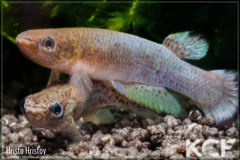 Cynodonichthys sucubti Filo del Tallo PLL 08-02 couple adulte 