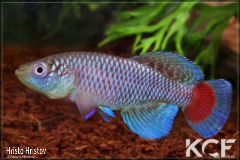 Nothobranchius jubbi Warfa male adulte 