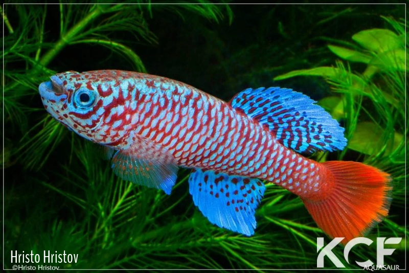 Nothobranchius kilomberoensis FTZ 10-18 male adulte 