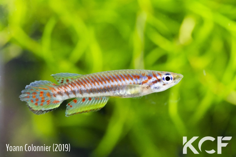 Epiplatys bifasciatus bifasciatus Goho BCP 18-09 male adulte 