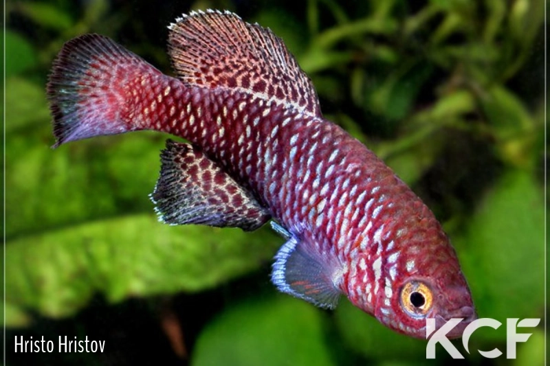 Nothobranchius pienaari Panda MZCS 08-81 male adulte 