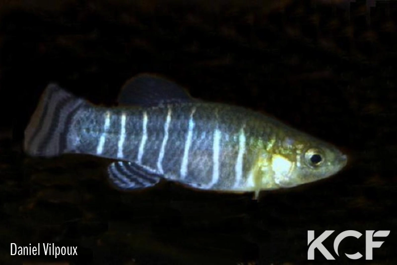 Anatolichthys danfordii Kirsehir TUBCD 05-19 male adulte 
