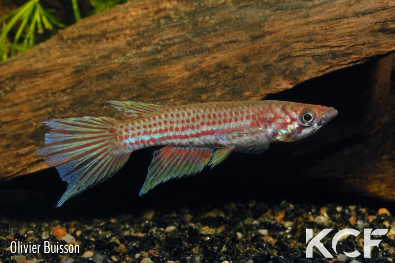 Epiplatys chevalieri  male adulte 