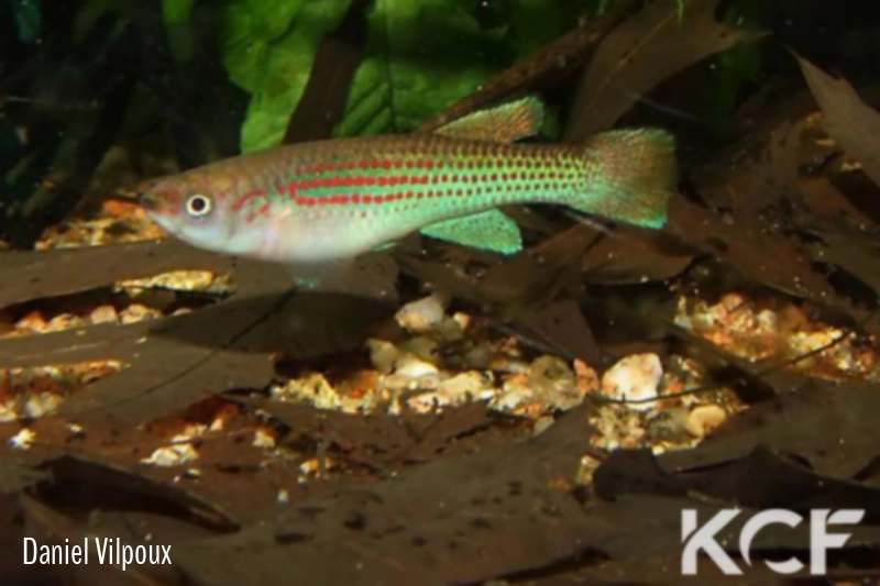 Aphyosemion mengilai Evouta GEM 06-05 male adulte 