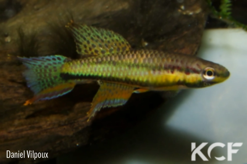 Aphyo. Chromaphyosemion ecucuense Bicomo GEMLBJ 03-42 male adulte 