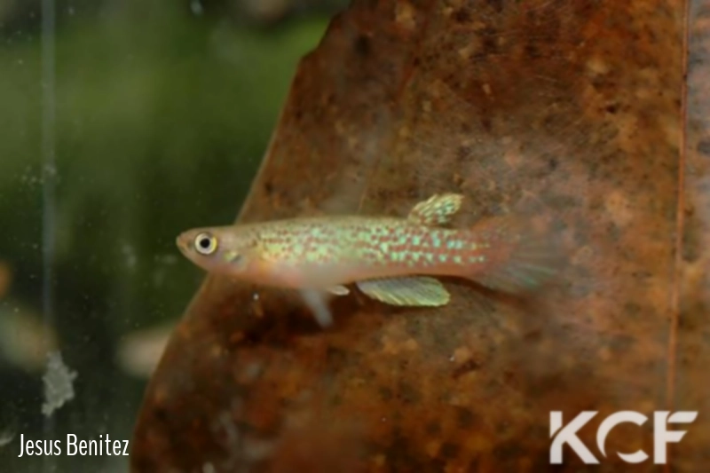 Anablepsoides speciosus PCCC 08-07 male adulte 