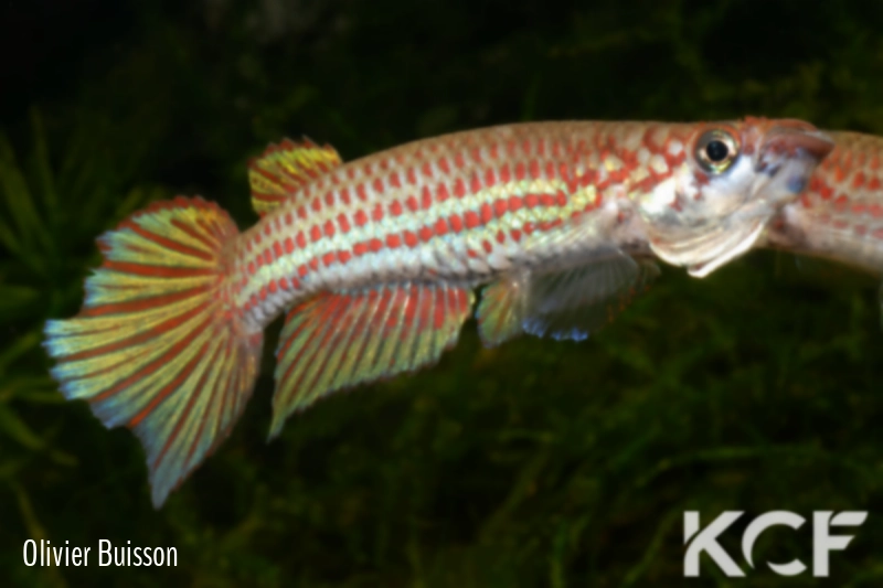Epiplatys chevalieri  male adulte 