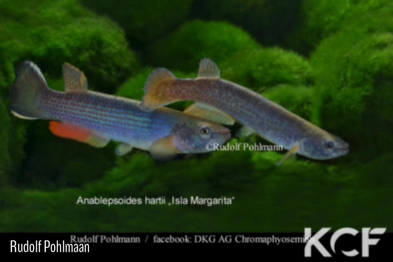 Anablepsoides hartii Isla Margarita couple adulte 