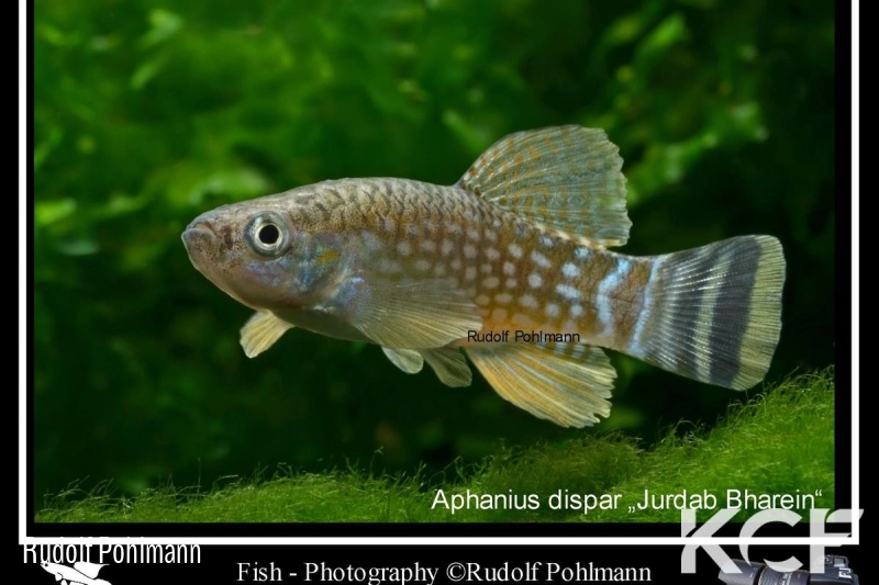 Aphaniops dispar Jurdab male adulte 