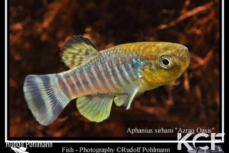 Aphaniops sirhani Azraq oasis  Jordania IKCP male adulte 