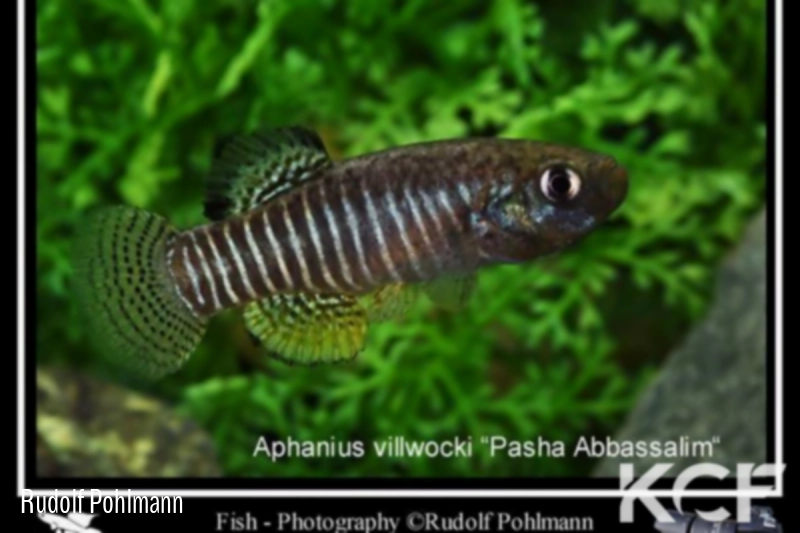 Anatolichthys villwocki Abbashalim Pasa TUBCD 05-01 male adulte 