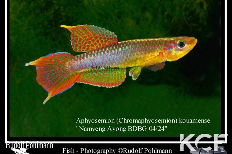 Aphyo. Chromaphyosemion kouamense 1Km Namveng-Ayong BDBG 04-24 male adulte 