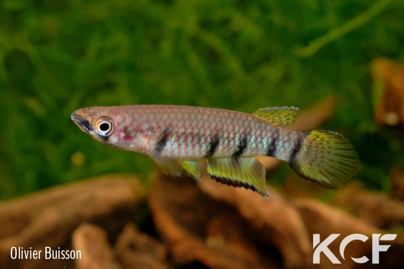 Epiplatys dageti monroviae  male adulte 