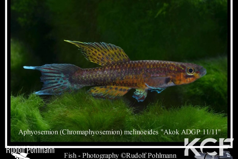 Aphyo. Chromaphyosemion melinoeides Akok ADGP 11-11 male adulte 