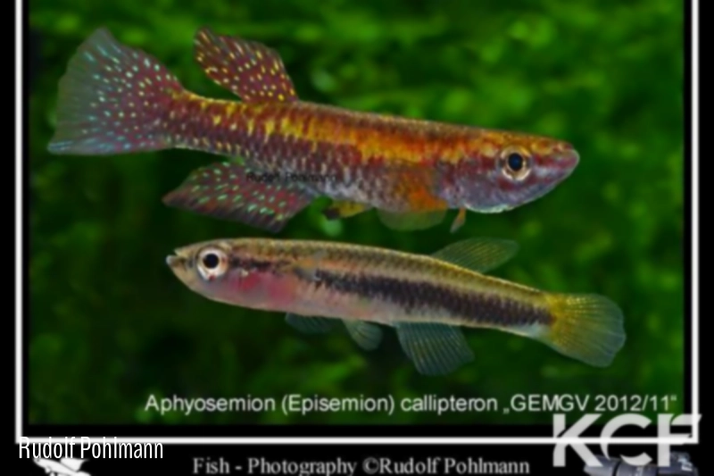 Episemion callipteron GEMGV 12-11 male adulte 