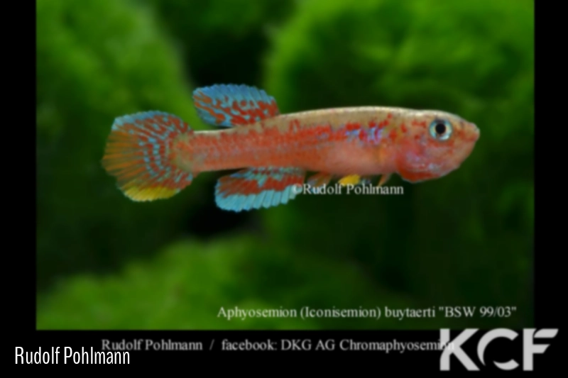 Aphyosemion buytaerti BSW 99-03 male adulte 