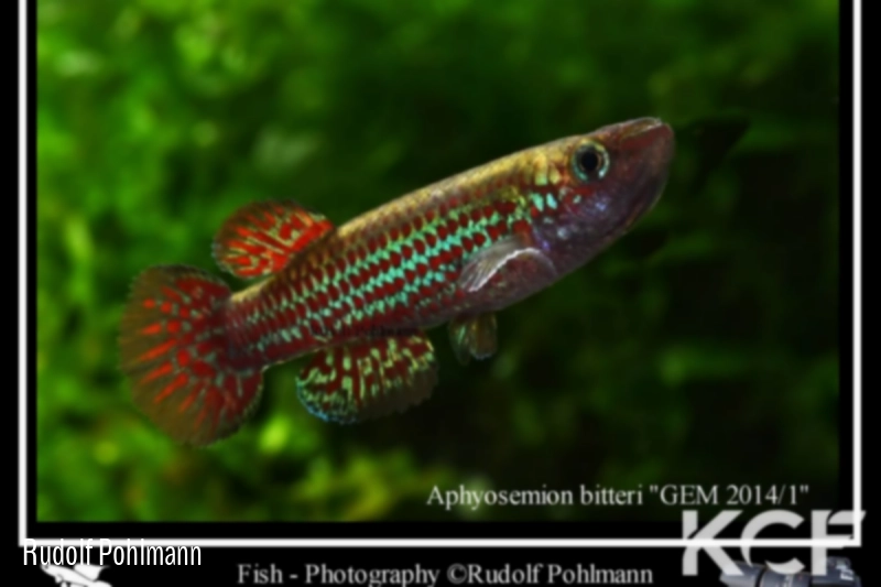 Aphyosemion bitteri GEM 14-01 male adulte 