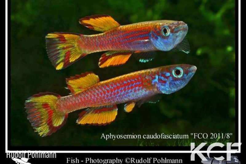 Aphyosemion caudofasciatum FCO 11-08 male adulte 