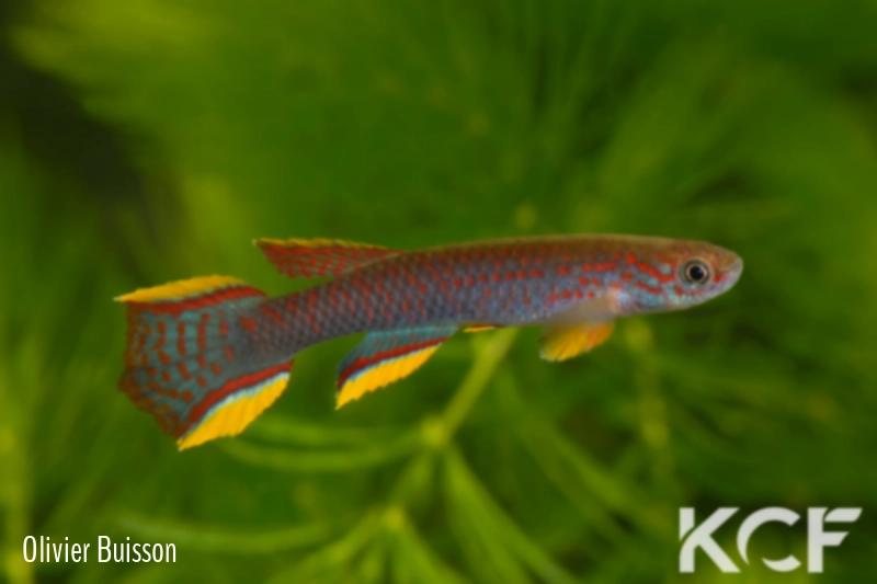 Aphyosemion aff. ahli Makouré II ABL 08-198 male adulte 