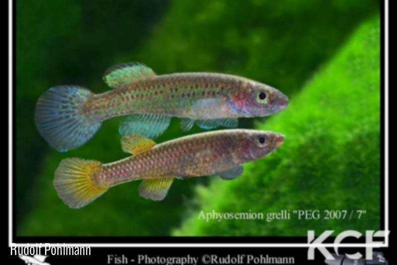 Aphyosemion grelli PEG 07-07 male adulte 