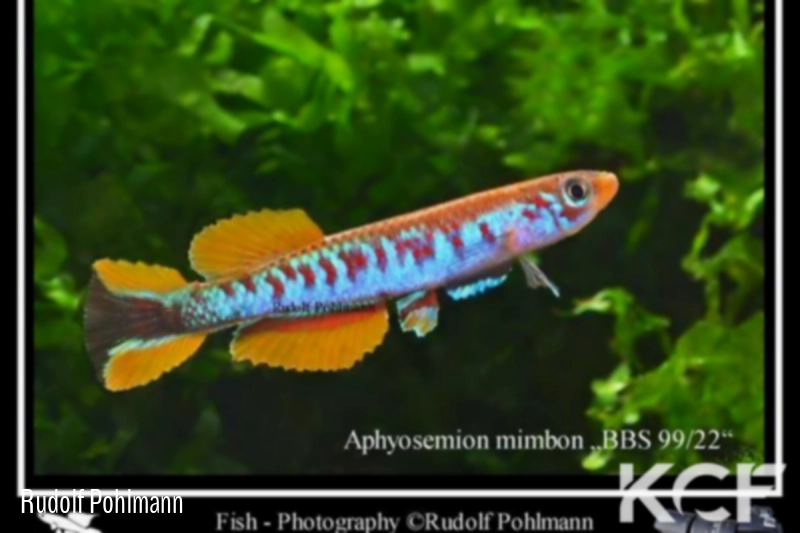 Aphyosemion mimbon BBS 99-22 male adulte 