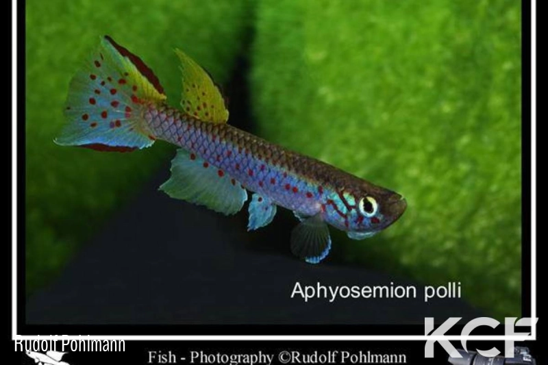 Aphyosemion polli AM 2016 male adulte 