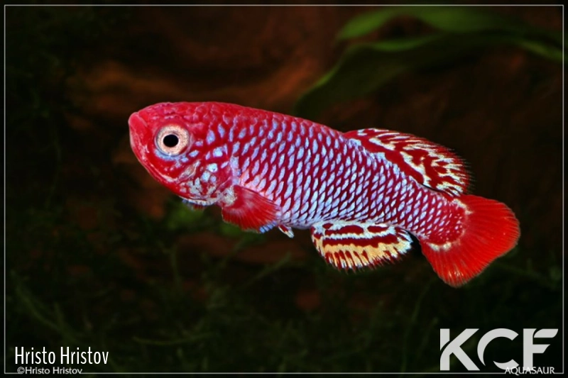 Nothobranchius nubaensis Maada Mulaha Sud 06-03 male adulte 