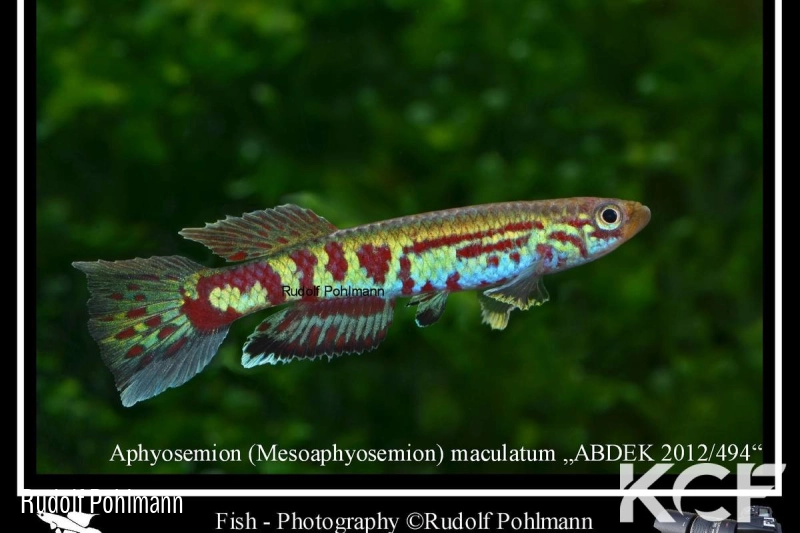 Aphyosemion maculatum ABDEK 12-494 male adulte 