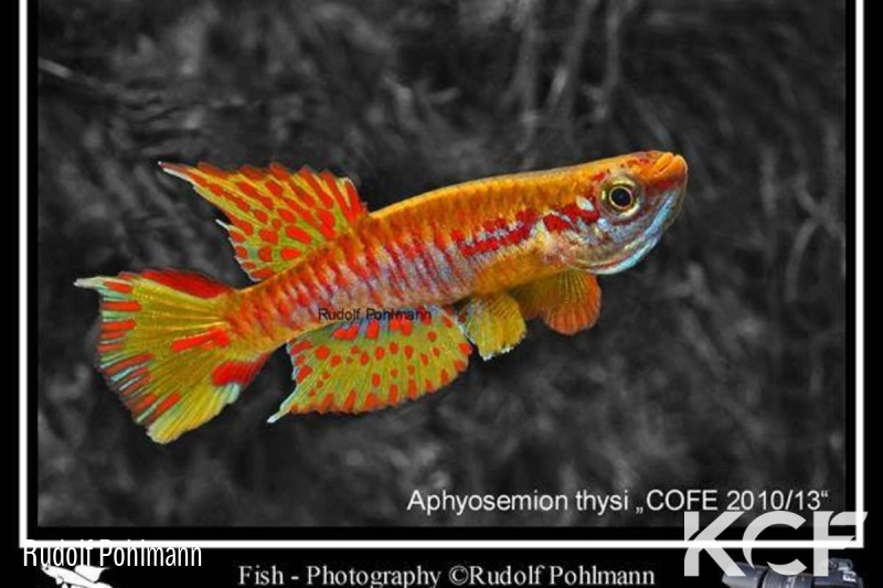 Aphyosemion thysi Mingaya - Rivière Libama COFE 10-13 male adulte 