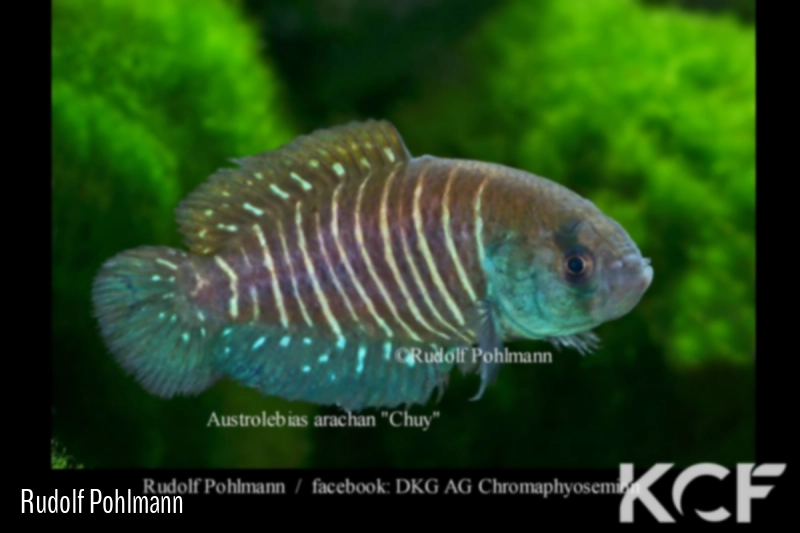 Austrolebias arachan Ruta 26 Km 13 Arroyo Chuy UYRT 15-04 male adulte 