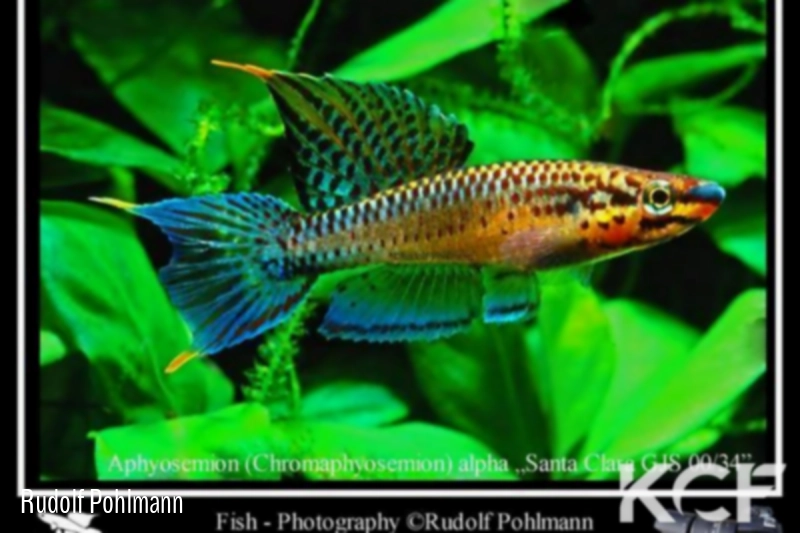 Aphyo. Chromaphyosemion alpha Cap Estèrias-Santa Clara GJS 00-34 male adulte 