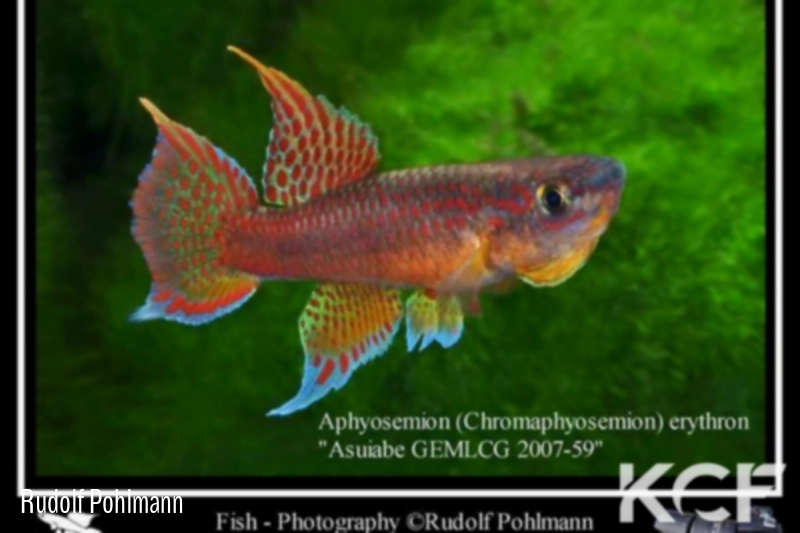 Aphyo. Chromaphyosemion erythron Asuiabe GEMLCG 07-59 male adulte 