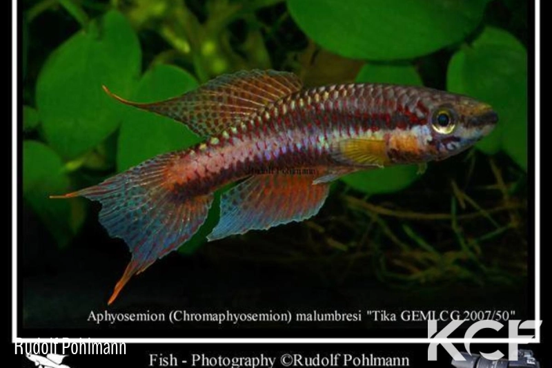 Aphyo. Chromaphyosemion malumbresi Route Tika-Bata Pto GEMLCG 07-50 male adulte 