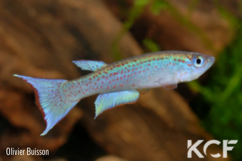 Fenerbahce devosi R410 Ubundu AVD 07-02 male adulte 