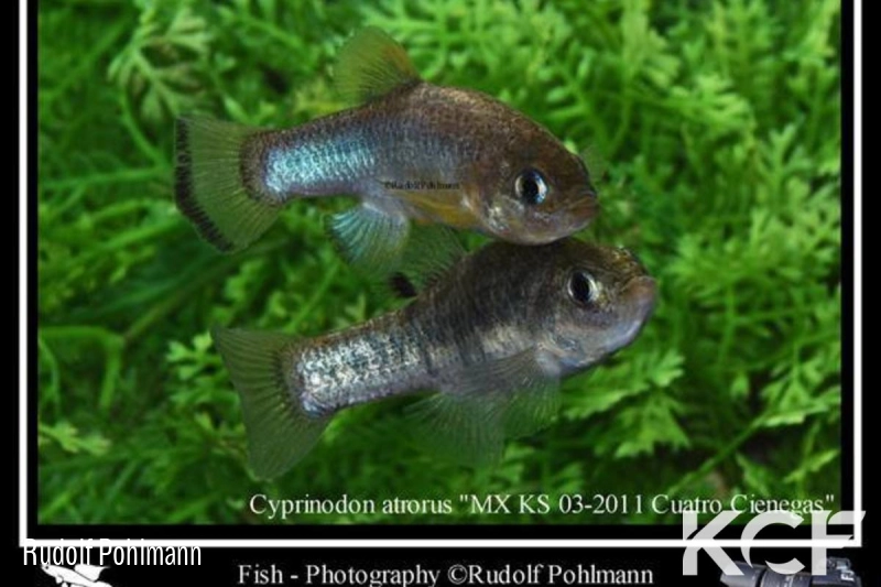 Cyprinodon atrorus Cuatro Cienegas MX KS 11-03 couple adulte 