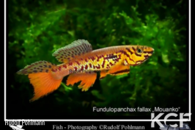 Fundulopanchax fallax Mouanko male adulte 
