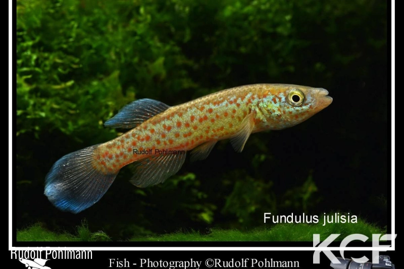 Fundulus julisia  male adulte 