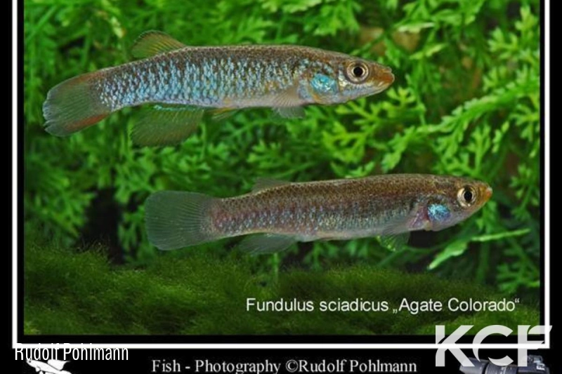 Fundulus sciadicus Agate - Colorado couple adulte 