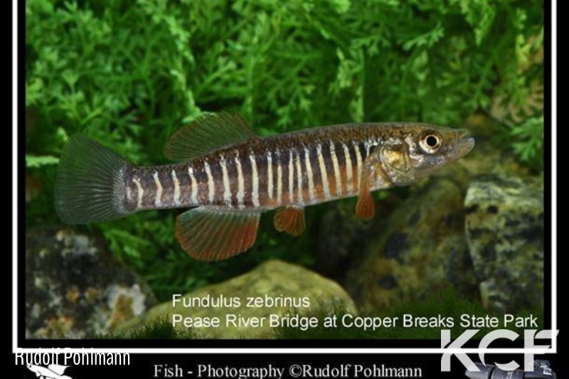 Fundulus zebrinus Pease River Bridge at Copper Breaks State Park male adulte 
